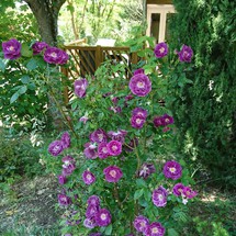 Allées fleuries du Camping Rose de Provence à Riez